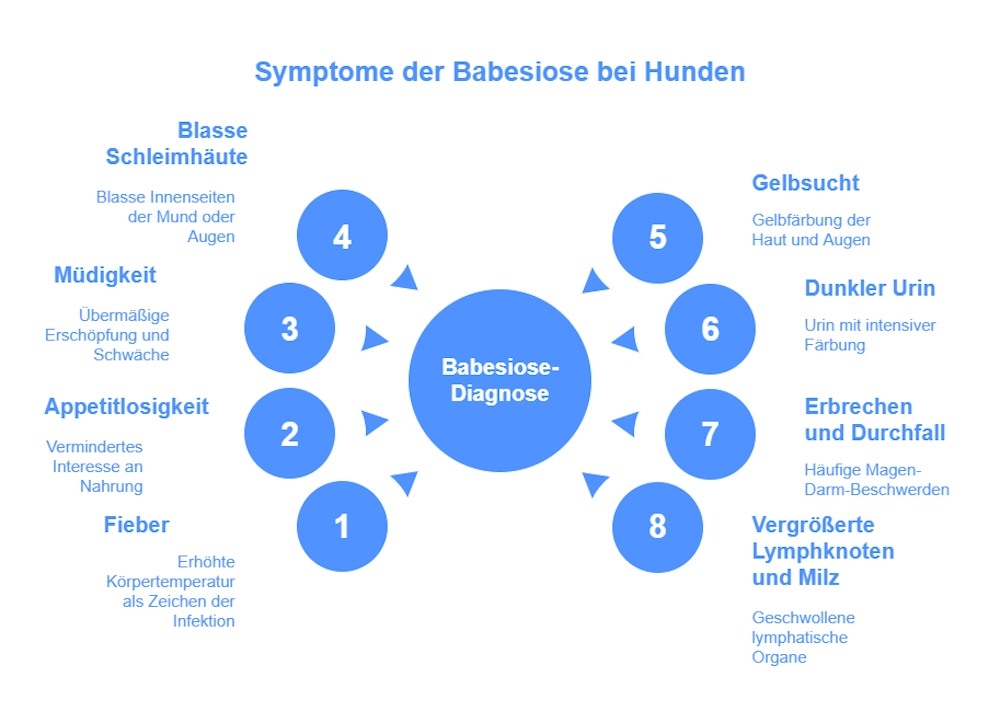Babesiose (Hundemalaria) 1 Babesiose Hunde Krankheit - Symptome