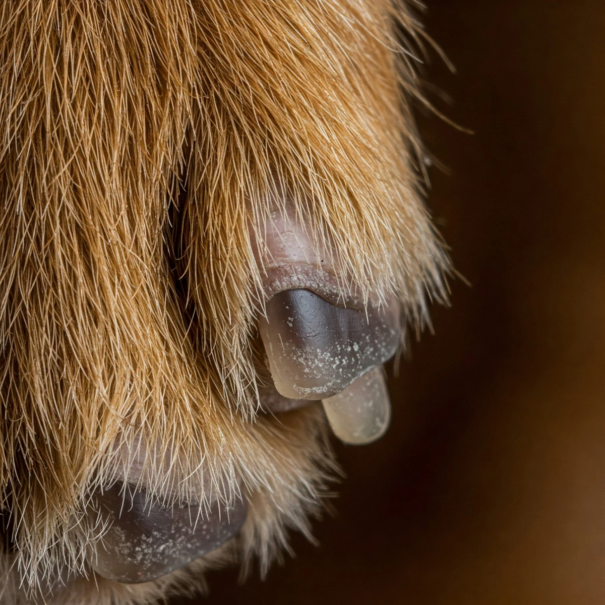Hunde Afterzehe / Wolfskralle