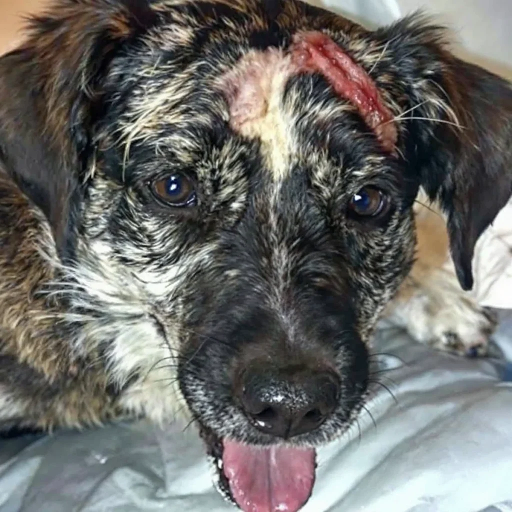 Dermatitis (Hotspots) bei Hunden 1 dermatitis hunde hotspot